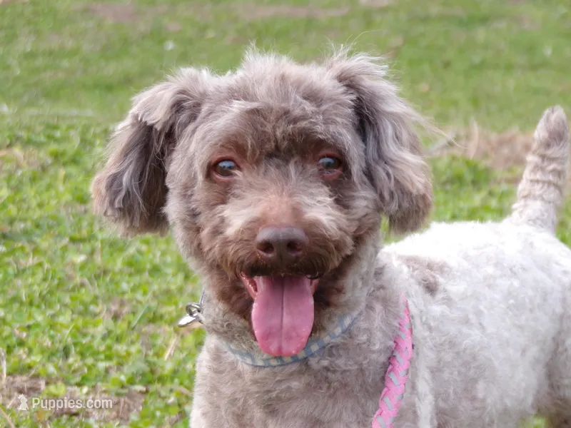 Sebastian – Poodle - Toy  puppy for sale in Hurricane Mills, TN