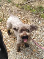 Sebastian, a male Poodle - Toy  for sale in Hurricane Mills, TN – 5 of 5