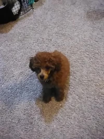 Mindy (AKC), a female Poodle - Toy  for sale in Hurricane Mills, TN – 6 of 6