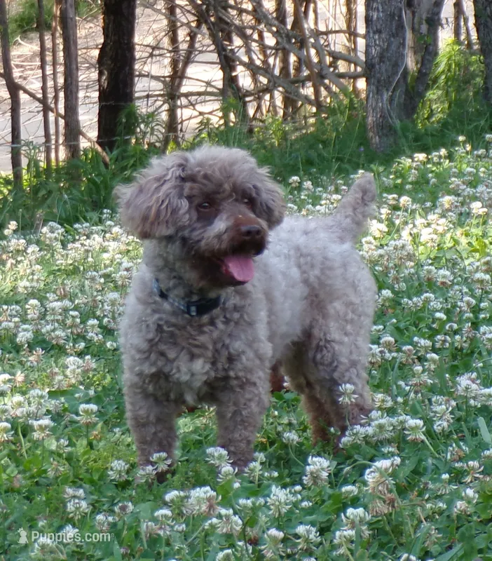 Sebastian – Poodle - Toy  puppy for sale in Hurricane Mills, TN