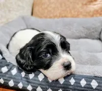 processed/8aa5fb6a-ba7d-4f73-a424-6ed14dd12872/listing/14342009-0c44-4678-a383-f41d75d10321/025241b6-e0a3-46a0-a344-3e1ec57ea9ba