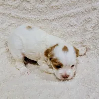 processed/8aa5fb6a-ba7d-4f73-a424-6ed14dd12872/listing/23216916-e168-44b2-ba5a-efa21c9294ee/3bd91b7e-0f73-49ed-8327-90d6138ca414