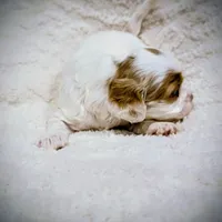 processed/8aa5fb6a-ba7d-4f73-a424-6ed14dd12872/listing/23216916-e168-44b2-ba5a-efa21c9294ee/65711673-288a-4a27-a398-e8de97abd5f2