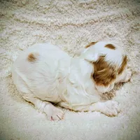 processed/8aa5fb6a-ba7d-4f73-a424-6ed14dd12872/listing/23216916-e168-44b2-ba5a-efa21c9294ee/7578b763-dbda-4ce1-ab37-5abe0e343a06