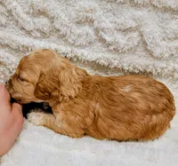 processed/8aa5fb6a-ba7d-4f73-a424-6ed14dd12872/listing/8579c953-0e8e-417a-a1a4-1fd85d457c6b/e5dfd50f-5f2b-4896-85c6-4ba51908695e