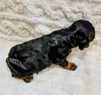 Ms. White, a female Cockapoo for sale in San Jose, CA – Photo 4 of 5