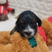 Ms. White, a female Cockapoo for sale in San Jose, CA – Photo 3 of 5
