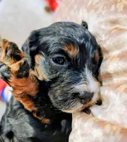 Ms. White, a female Cockapoo for sale in San Jose, CA – Photo 1 of 5