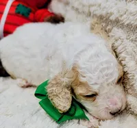 Mr. Green, a male Cockapoo for sale in San Jose, CA – Photo 3 of 5