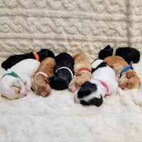 Mr. Green, a male Cockapoo for sale in San Jose, CA – Photo 5 of 5