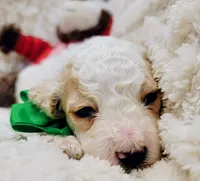 Mr. Green, a male Cockapoo for sale in San Jose, CA – Photo 2 of 5