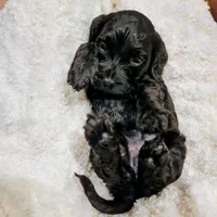 processed/8aa5fb6a-ba7d-4f73-a424-6ed14dd12872/listing/e25cd53d-b763-4af9-be32-c42c8fa74107/39df1ed1-ffa3-4d78-99f6-7e2dba7bb964