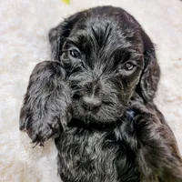 processed/8aa5fb6a-ba7d-4f73-a424-6ed14dd12872/listing/e25cd53d-b763-4af9-be32-c42c8fa74107/6f730aed-95eb-40d6-9243-efe444a3a699