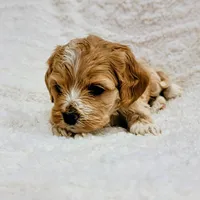 Girl #1, a female Cockapoo for sale in San Jose, CA – Photo 1 of 5