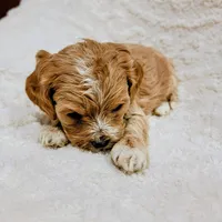 Girl #1, a female Cockapoo for sale in San Jose, CA – Photo 5 of 5