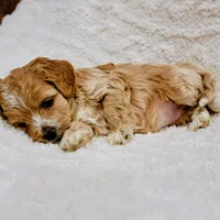 Girl #1, a female Cockapoo for sale in San Jose, CA – Photo 4 of 5