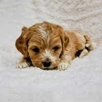 Girl #1, a female Cockapoo for sale in San Jose, CA – Photo 3 of 5