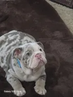 Dallas , a male English Bulldog for sale in Portage, MI – 3 of 8