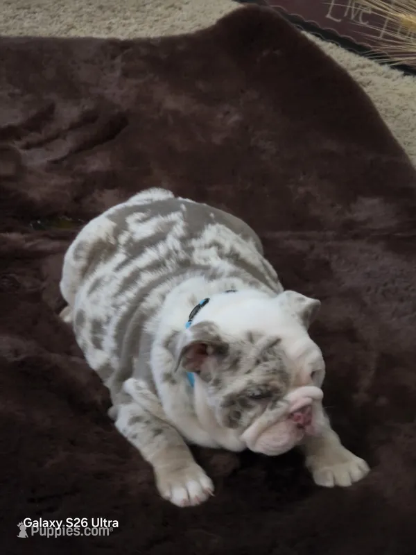 Dallas  – English Bulldog puppy for sale in Portage, MI