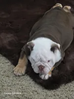 Lilly , a female English Bulldog for sale in Portage, MI – 5 of 10