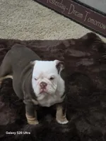 Lilly , a female English Bulldog for sale in Portage, MI – 9 of 10