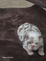 Dallas , a male English Bulldog for sale in Portage, MI – 2 of 8