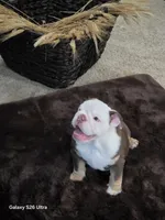 Lilly , a female English Bulldog for sale in Portage, MI – 10 of 10