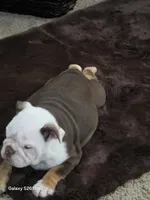 Lilly , a female English Bulldog for sale in Portage, MI – 2 of 10