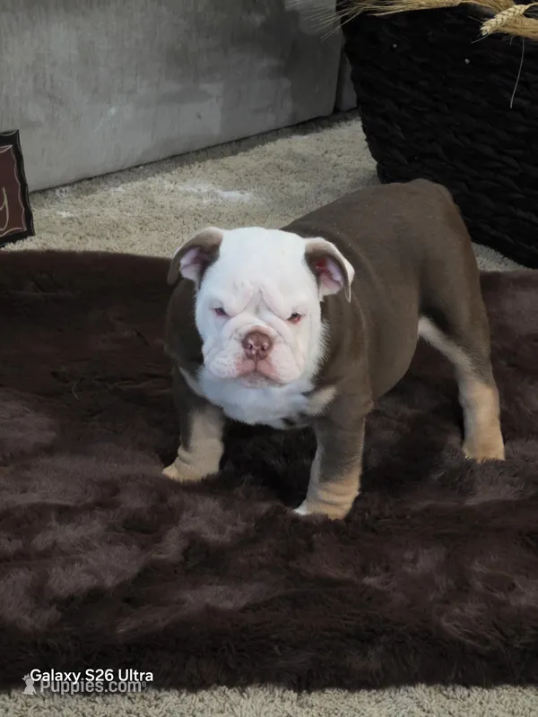 Lilly  – English Bulldog puppy for sale in Portage, MI