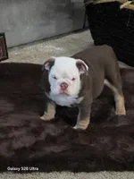 Lilly , a female English Bulldog for sale in Portage, MI – 1 of 10