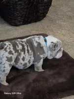 Dallas , a male English Bulldog for sale in Portage, MI – 5 of 8
