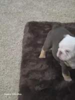 Lilly , a female English Bulldog for sale in Portage, MI – 3 of 10