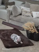 Dallas , a male English Bulldog for sale in Portage, MI – 4 of 8