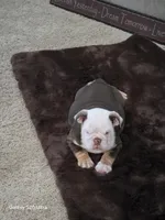 Lilly , a female English Bulldog for sale in Portage, MI – 6 of 10