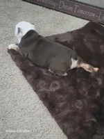 Lilly , a female English Bulldog for sale in Portage, MI – 7 of 10