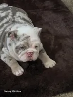 Dallas , a male English Bulldog for sale in Portage, MI – 8 of 8