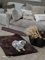Dallas , a male English Bulldog for sale in Portage, MI – 6 of 8