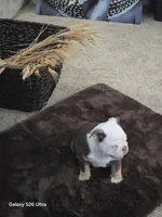 Lilly , a female English Bulldog for sale in Portage, MI – 4 of 10