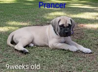Prancer , a male English Mastiff for sale in Inverness, FL – Photo 1 of 3