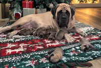 Prancer , a male English Mastiff for sale in Inverness, FL – Photo 3 of 3