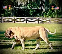 Rudolph , a male English Mastiff for sale in Inverness, FL – Photo 2 of 3