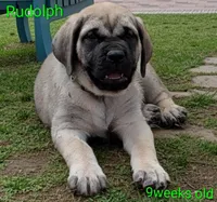 Rudolph , a male English Mastiff for sale in Inverness, FL – Photo 1 of 3
