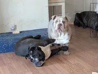 Pups Due, a  English Bulldog for sale in Inverness, FL – Photo 1 of 4