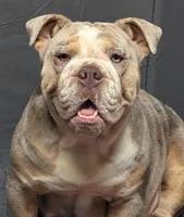 Pups Due, a  English Bulldog for sale in Inverness, FL – Photo 3 of 4