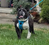Pups Due, a  English Bulldog for sale in Inverness, FL – Photo 4 of 4
