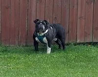 Pups Due, a  English Bulldog for sale in Inverness, FL – Photo 2 of 4