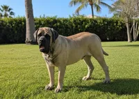 Pups Due, a  English Mastiff for sale in Inverness, FL – Photo 4 of 4