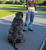 Pups Due, a  English Mastiff for sale in Inverness, FL – Photo 3 of 4