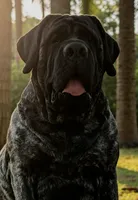 Pups Due, a  English Mastiff for sale in Inverness, FL – Photo 1 of 4