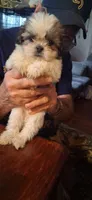 Girl two, a female Shih Tzu for sale in Arley, AL – Photo 2 of 2